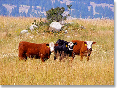 Oberg Brothers Grass fed Beef