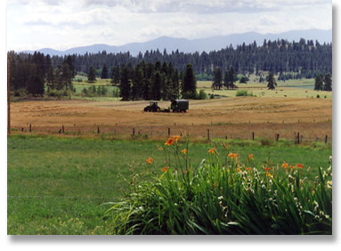 Oberg Brothers Beef, grass-fed,free-ranged