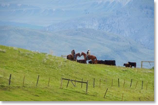 Oberg Brothers Grass fed Beef