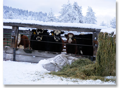 Oberg Brothers Grass fed Beef