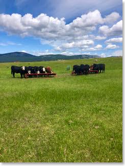Oberg Brothers Grass fed Beef